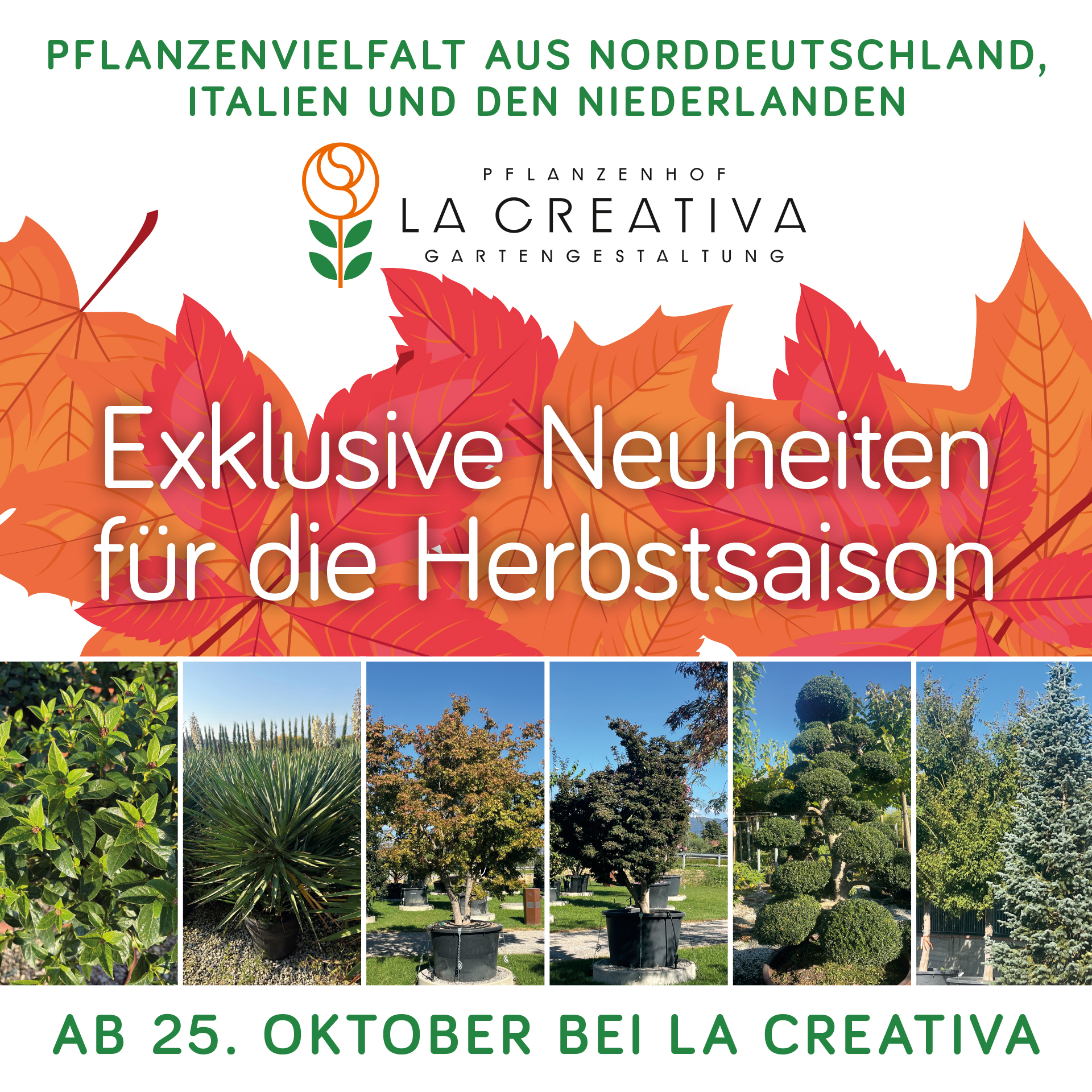 Ab 25. Oktober erwarten Sie bei La Creativa zahlreiche Neuheiten – und attraktive Rabatte, die das Entdecken noch verlockender machen.